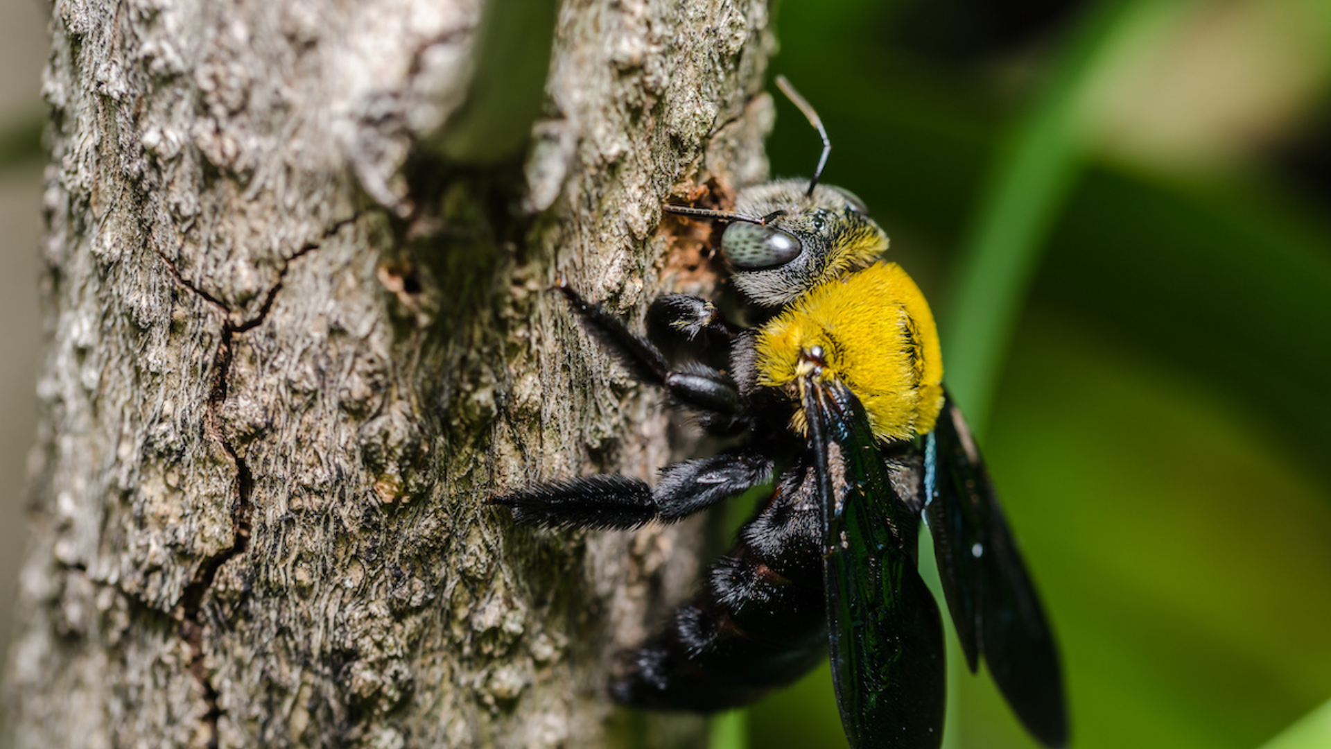 affordable pest control plans