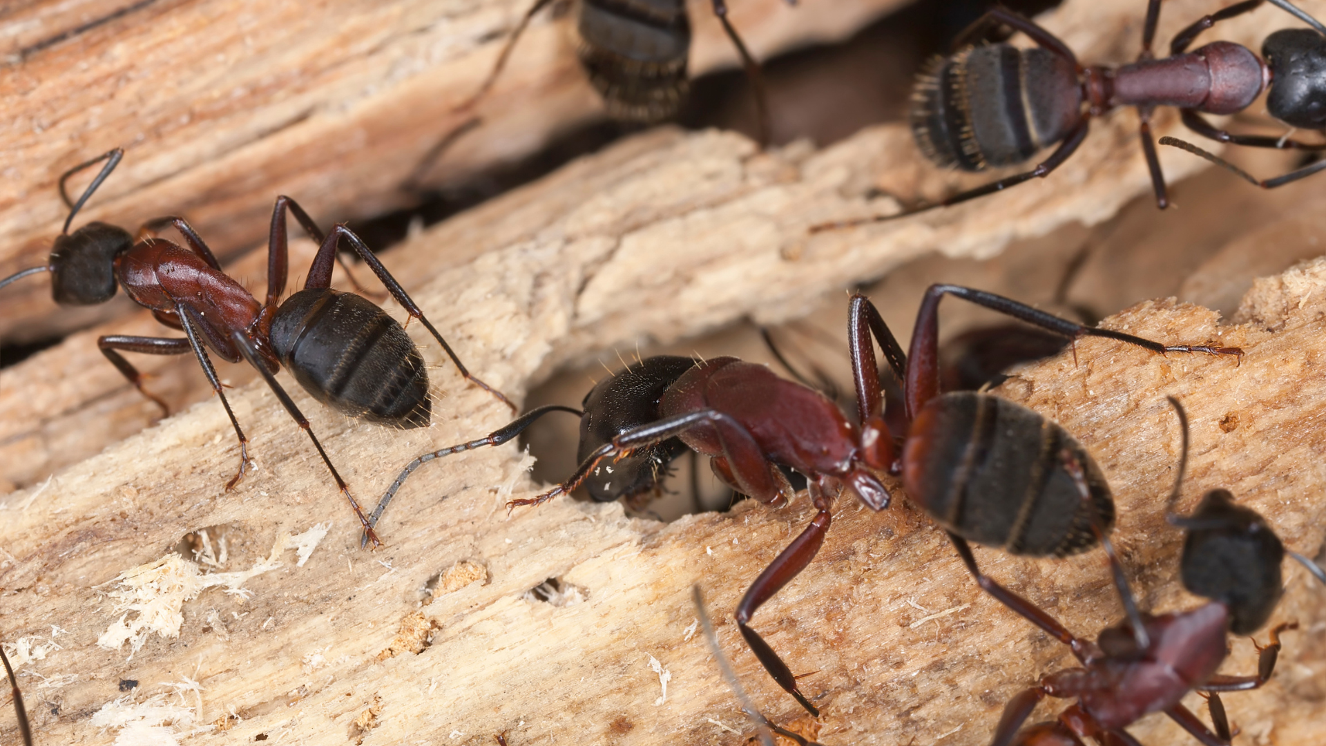 residential pest control Jackson, NJ