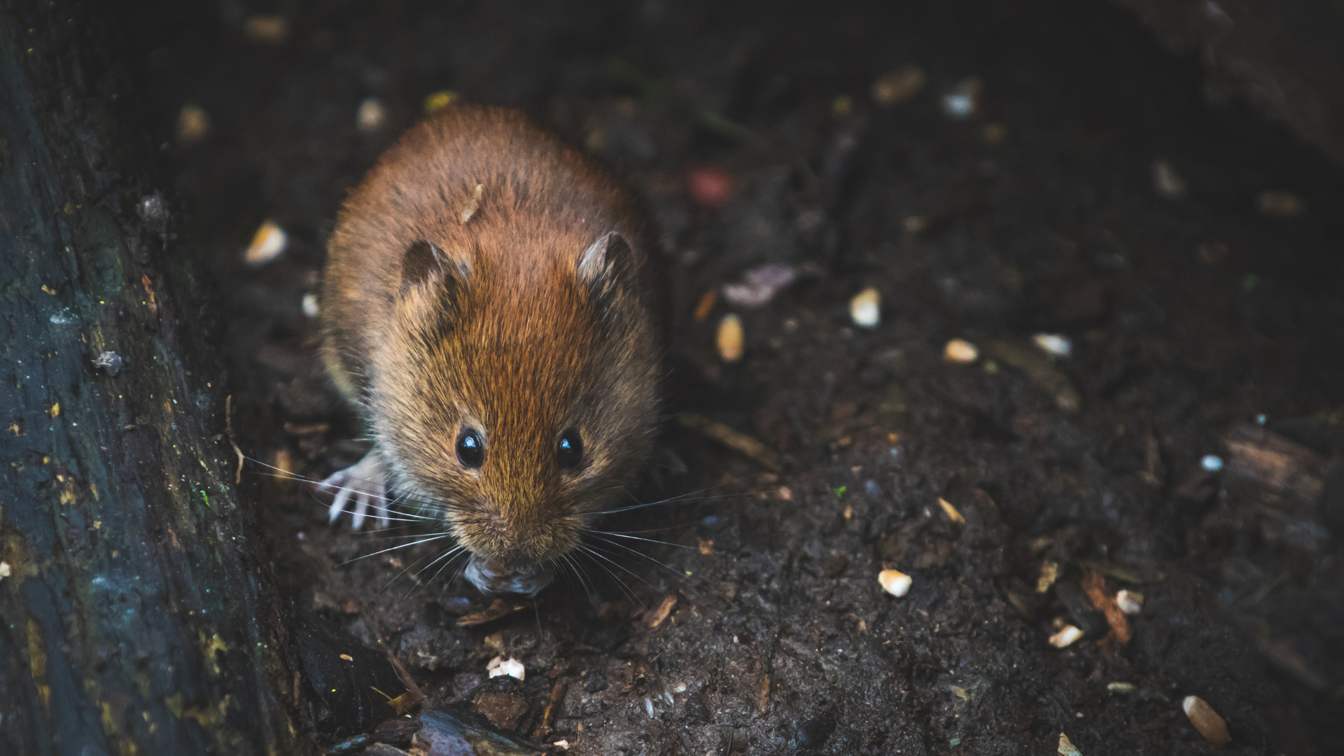 Brown field mouse eating on soil, showing common outdoor mouse activity in New Jersey.