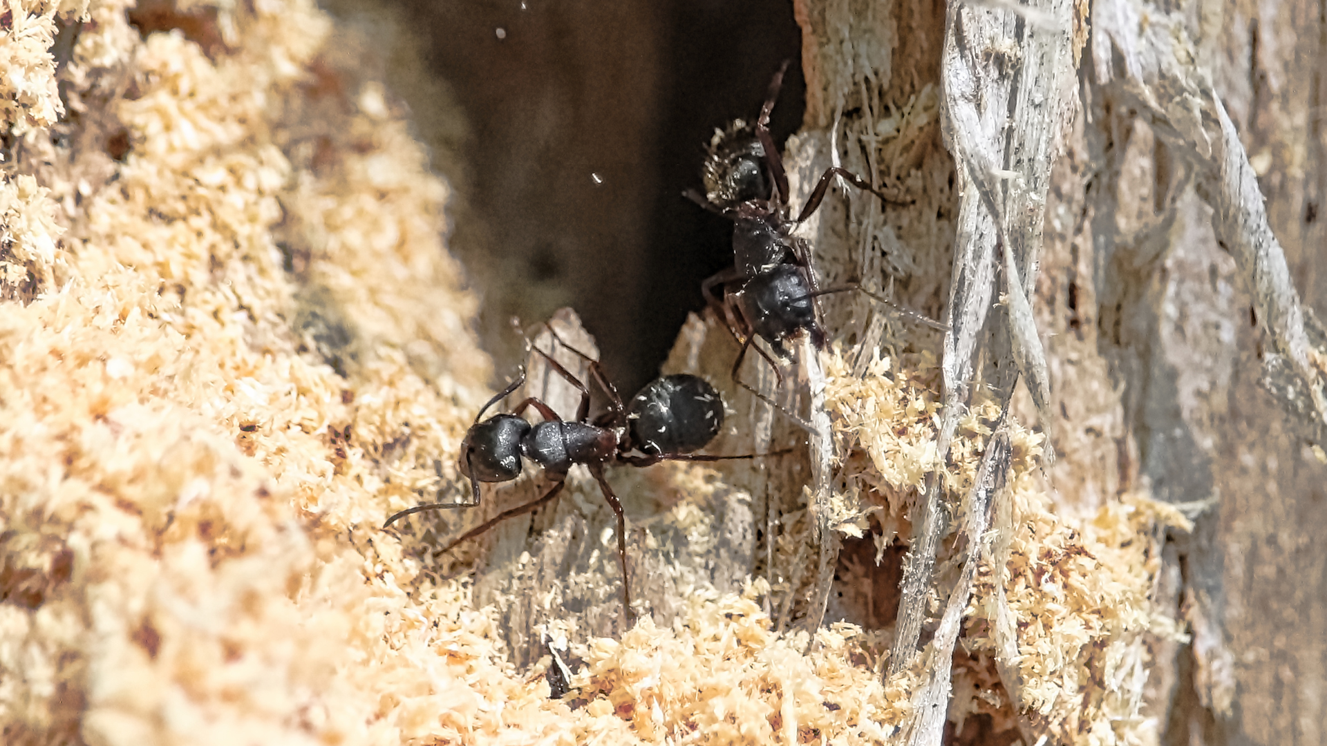 Two carpenter ants near wood shavings and frass, signs of active infestation in New Jersey structures.