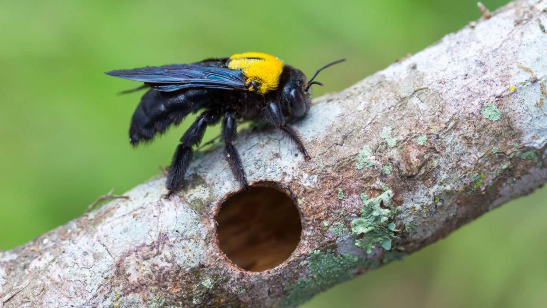 Carpenter bee perched by a round hole on a branch, a classic sign of carpenter bee activity in New Jersey.