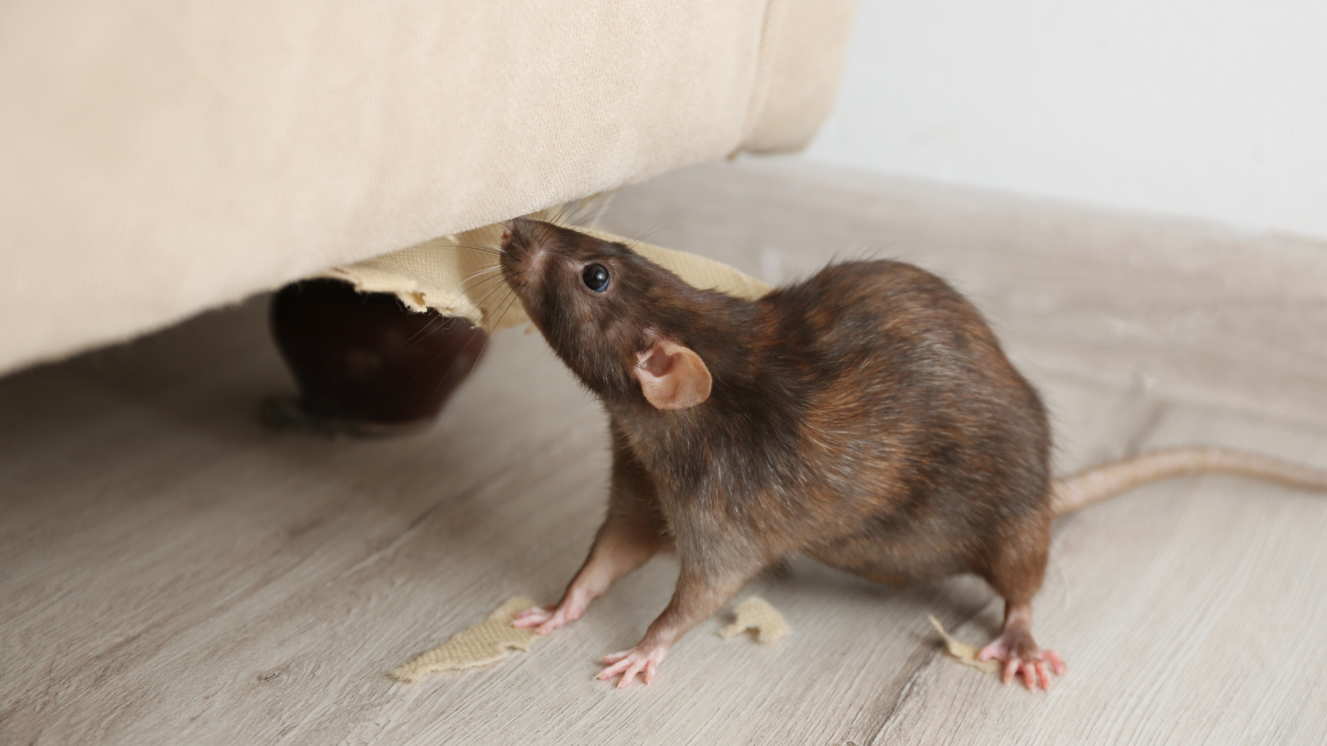 Brown rat chewing on furniture indoors, showing typical rodent damage in New Jersey homes.