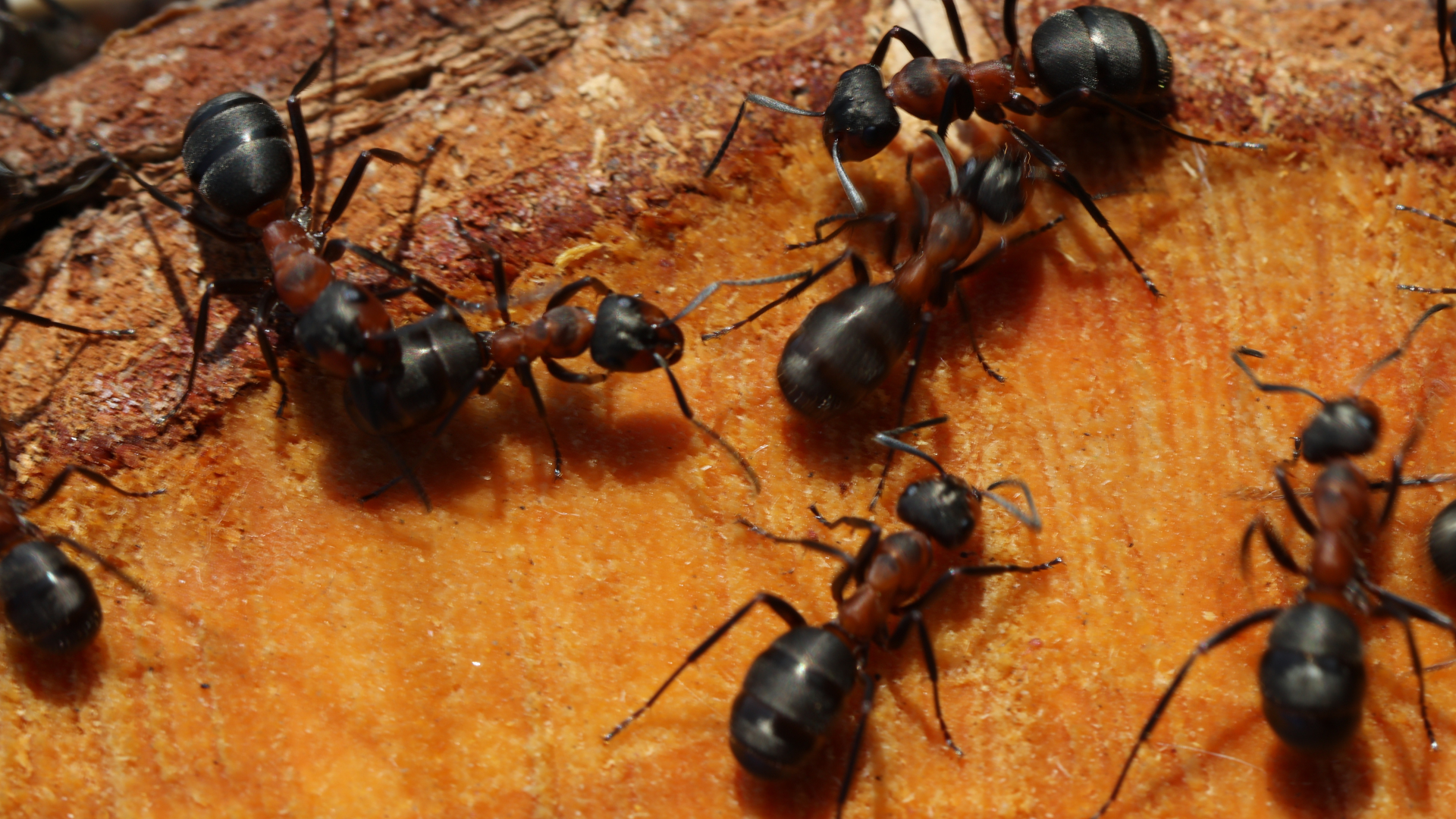 Cluster of carpenter ants moving across cut wood, showing common infestation signs in New Jersey properties.