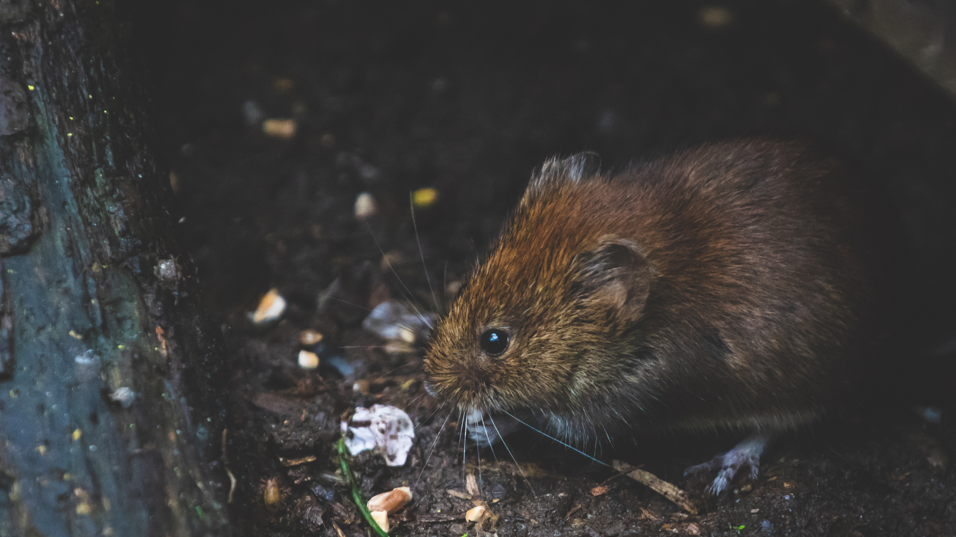 Small brown mouse foraging near soil and tree roots, common sight in New Jersey yards.