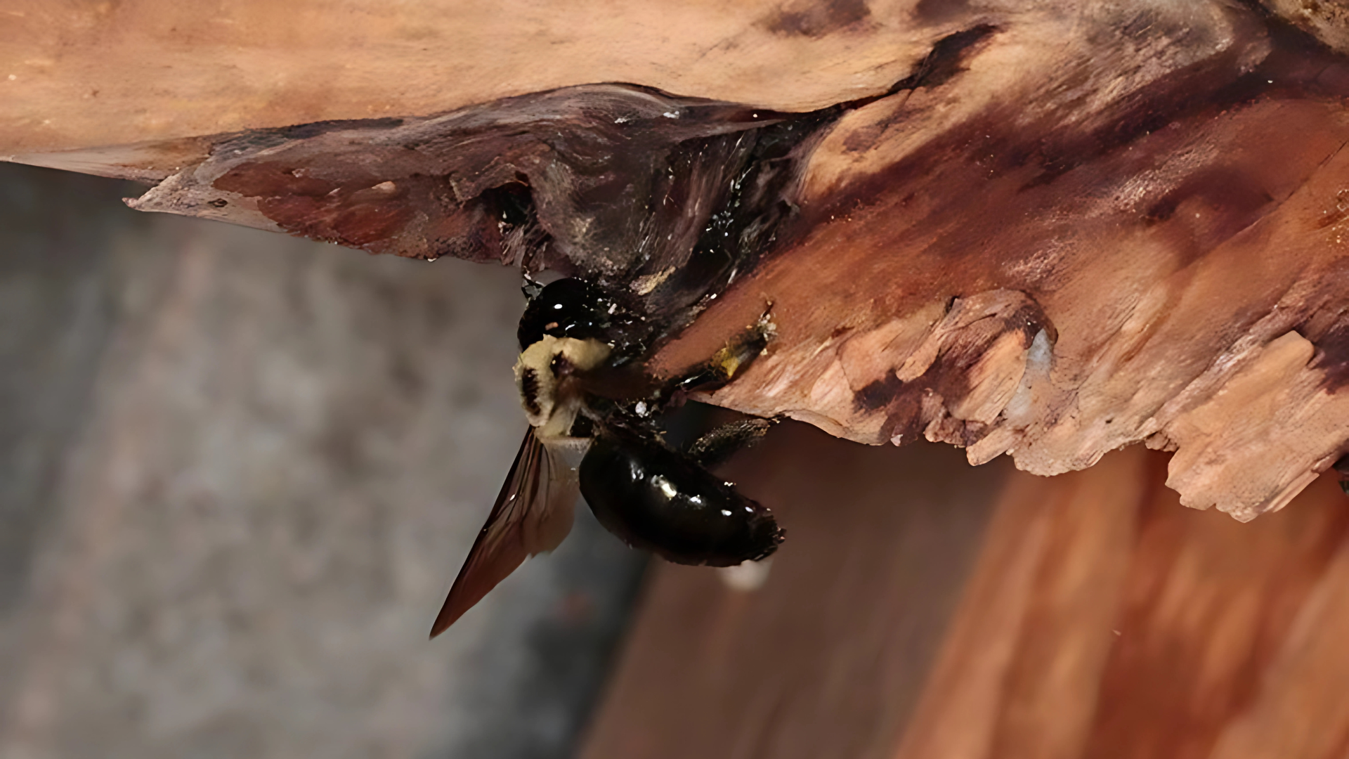 Carpenter bee on damaged wood, highlighting pest activity on decks and siding in New Jersey.