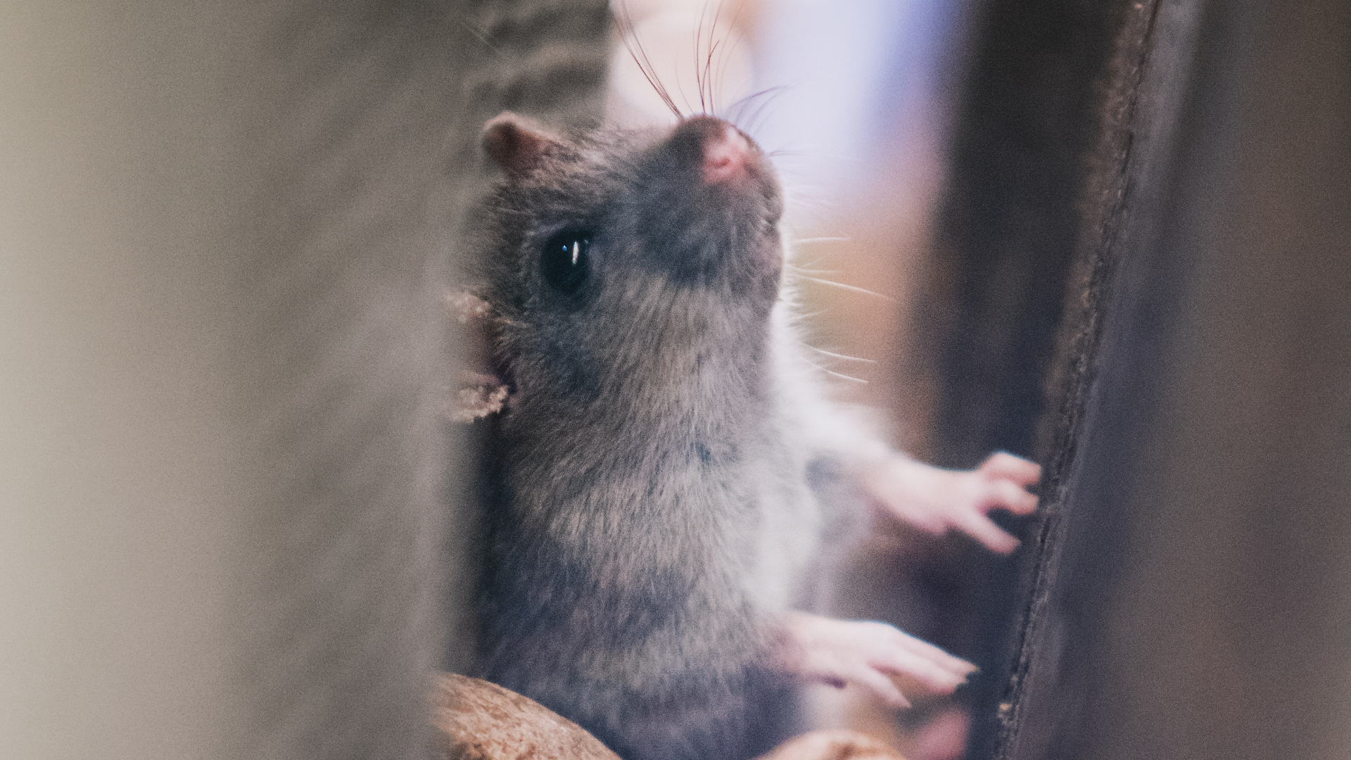 Close-up of a gray rat hiding indoors, a common pest problem in New Jersey properties.