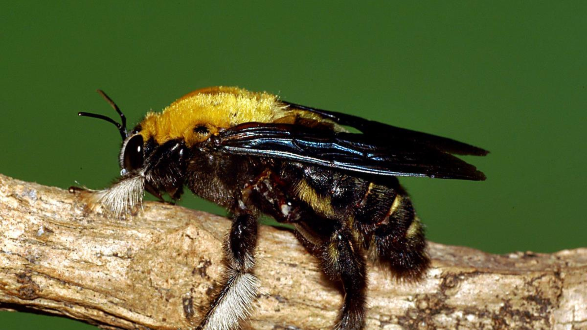 Detailed side view of a carpenter bee on a tree branch, a common sight in New Jersey during warmer months.