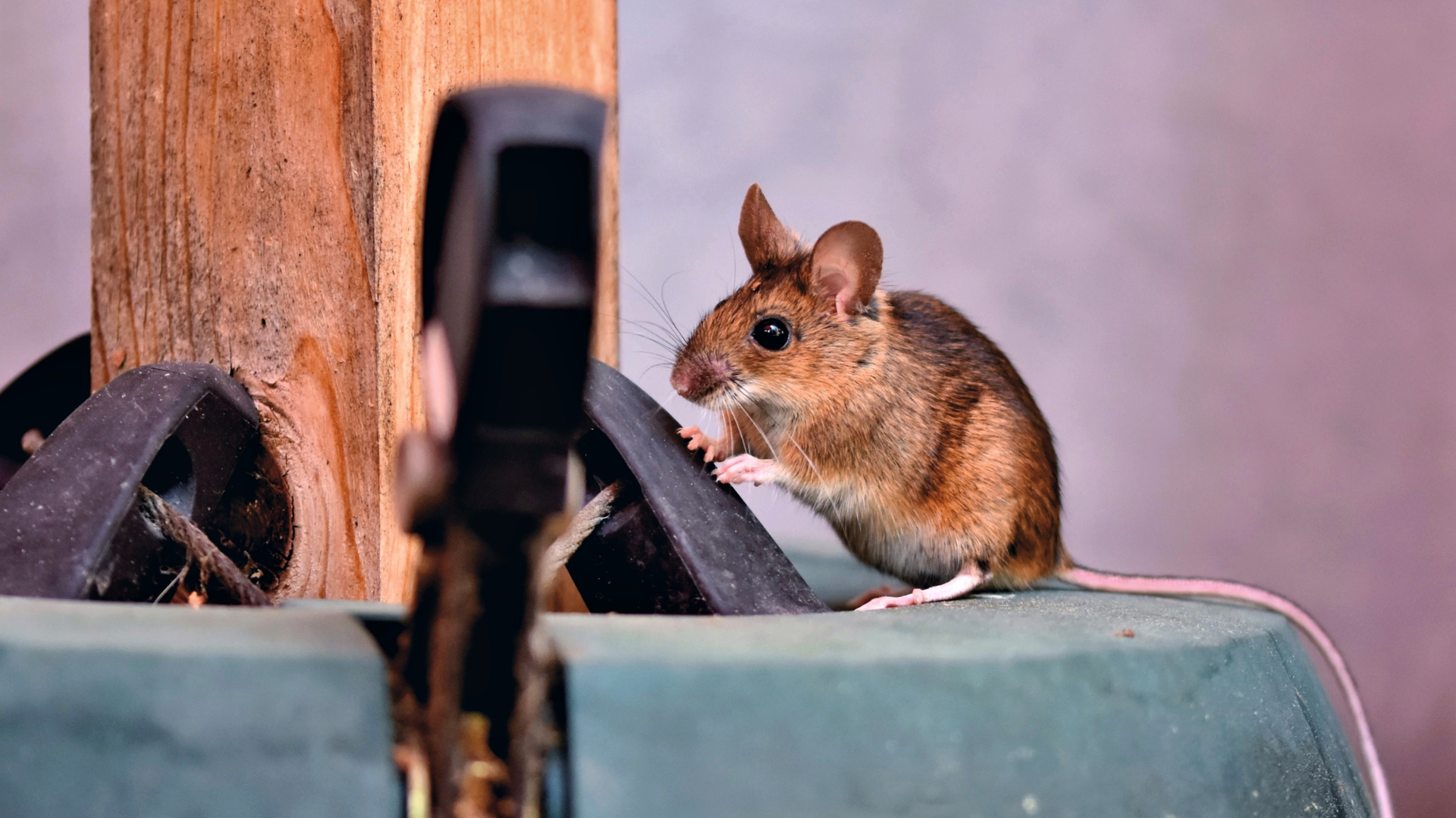 Brown mouse investigating cluttered garage area, showing typical rodent activity in New Jersey homes.