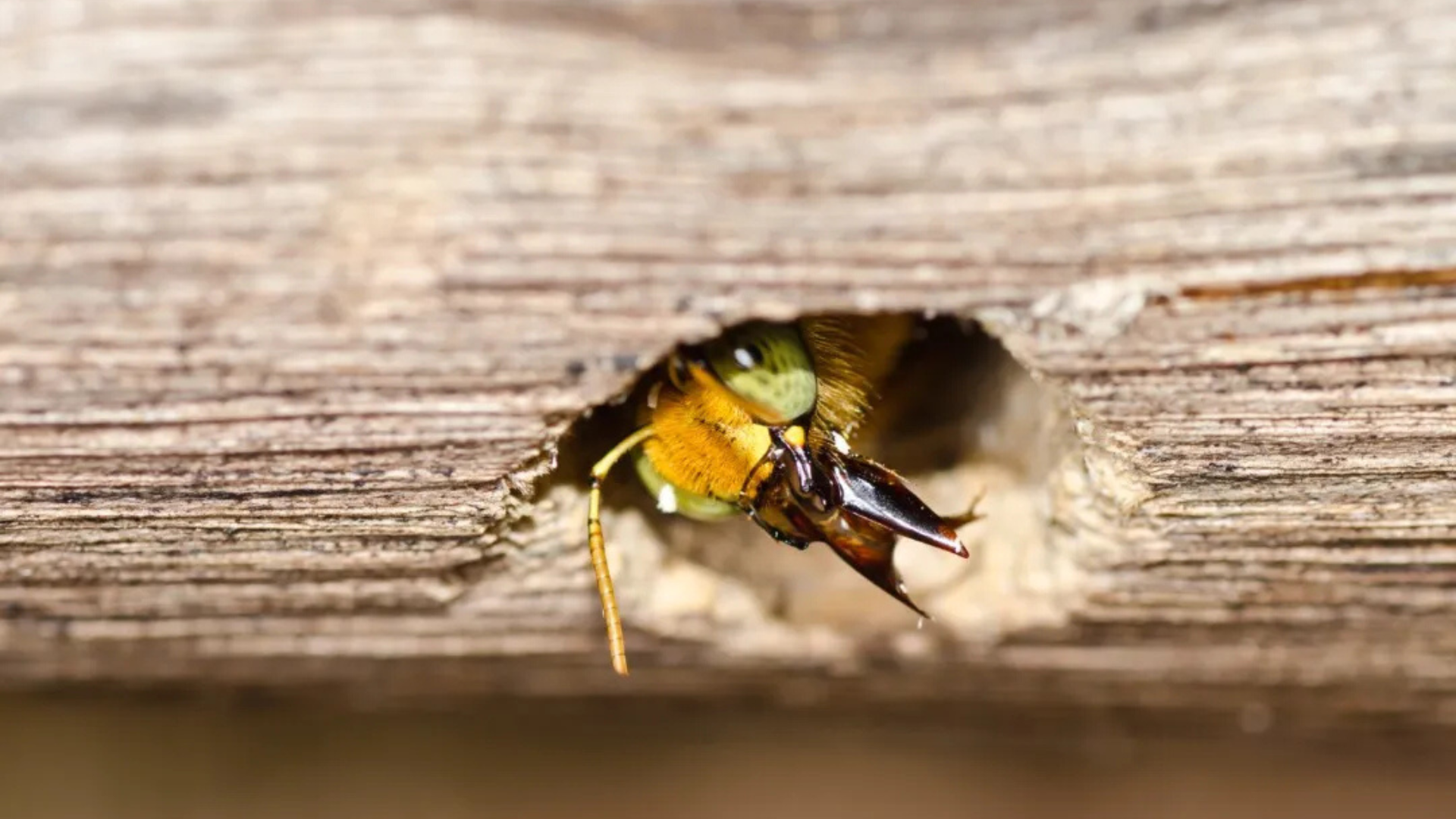 Carpenter bee peeking out of a round tunnel in wood, typical nesting behavior seen in New Jersey homes.