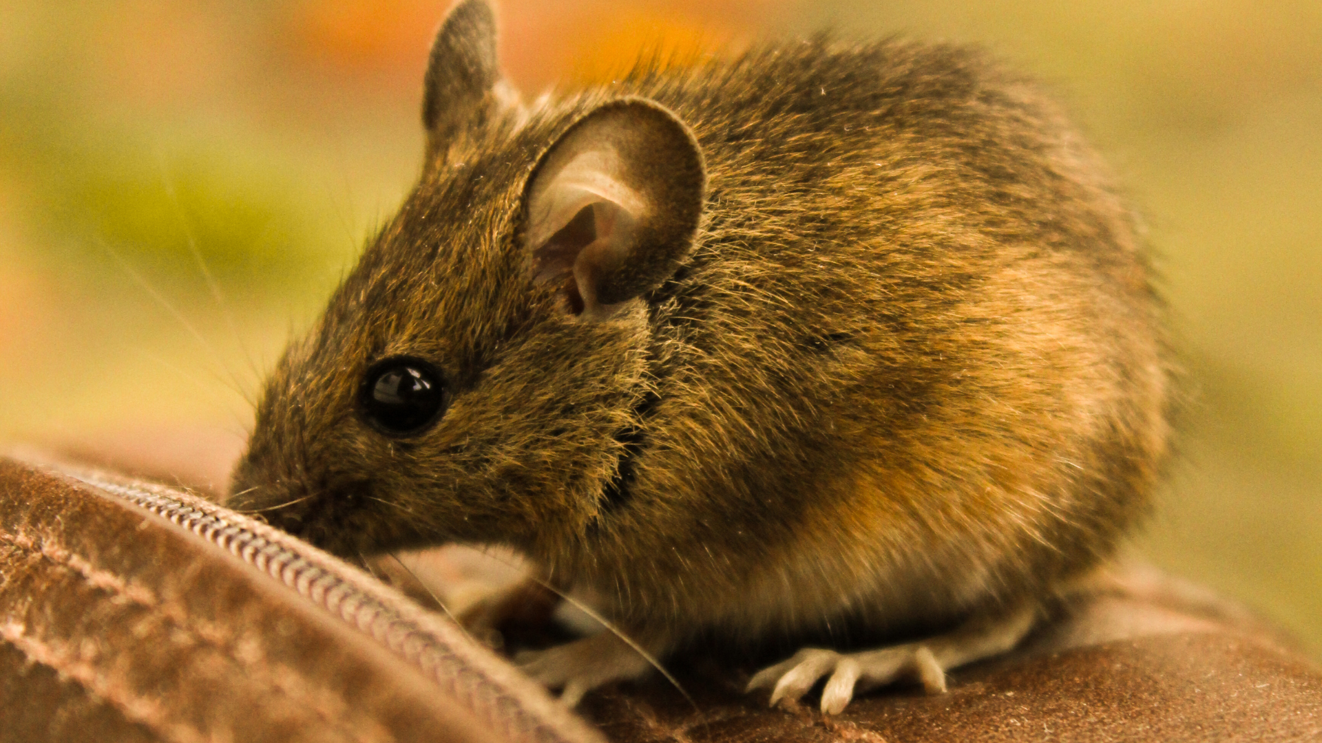 Close-up of a house mouse near fabric indoors, showing common mouse problems in New Jersey households.
