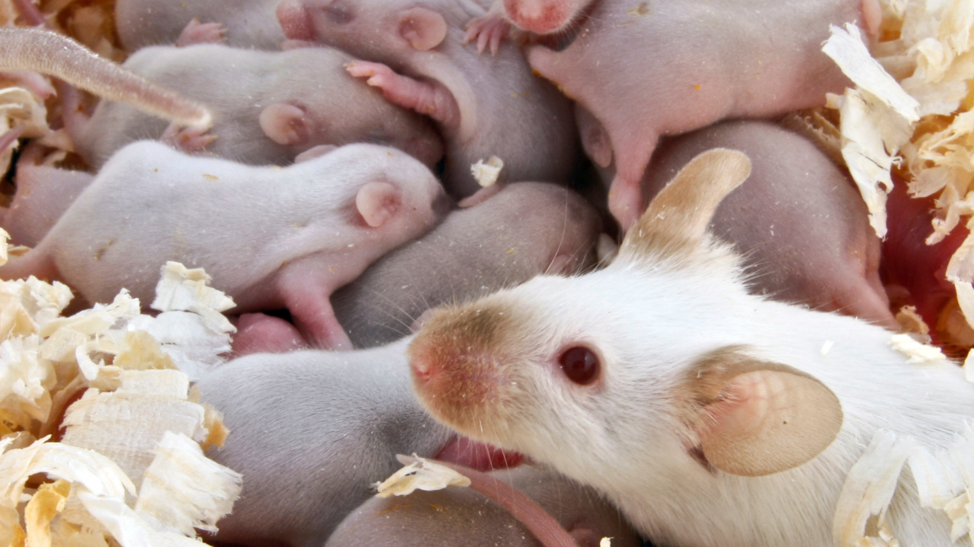 White mouse caring for newborn baby mice in nesting area, highlighting rodent breeding risks in New Jersey homes.