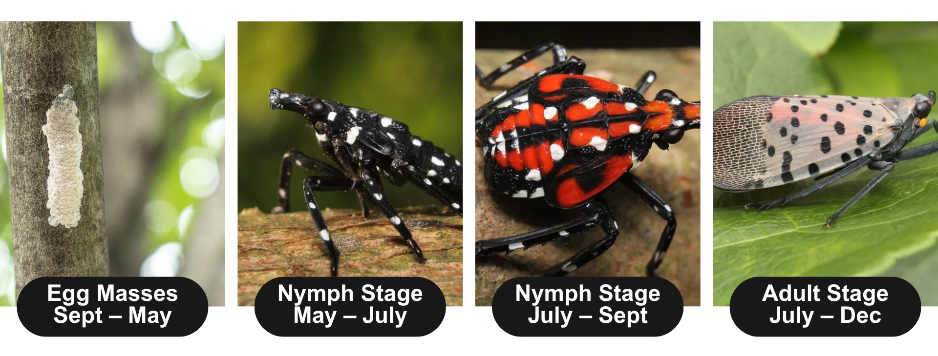 Spotted Lanternfly Lifecycle: Egg to Adult Spotted lanternfly life cycle showing egg masses, black nymphs, red nymphs, and adult stage — seasonal infestation guide for NJ homeowners