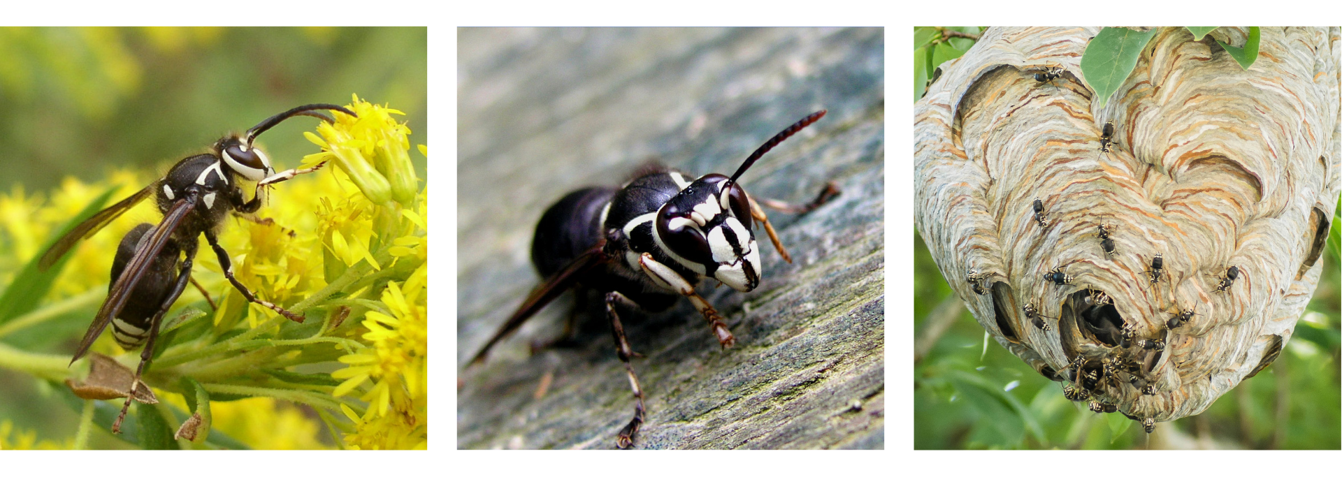 bald-face hornets Bald-faced hornet collage highlighting hornets on flowers, wooden decks, and active nests — typical hazard in Central NJ homes during summer