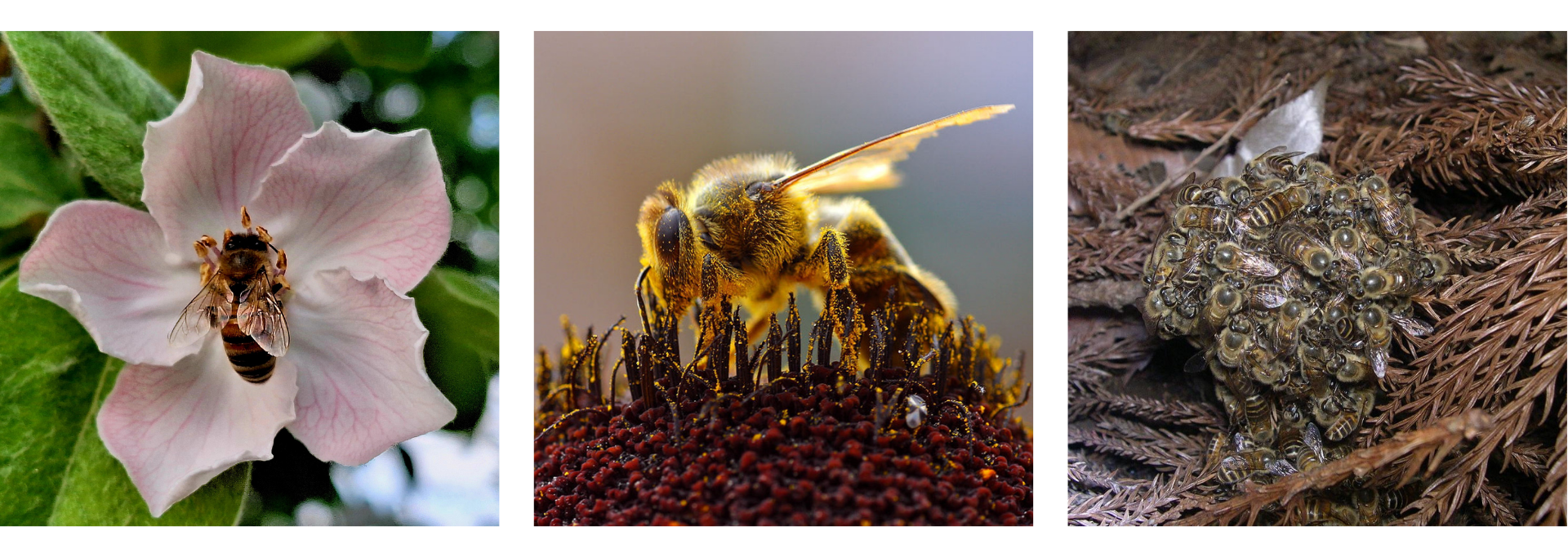 honey bees Honey bee collage with bees pollinating flowers, close-up collecting pollen, and swarming on trees — beneficial pollinators active in New Jersey gardens
