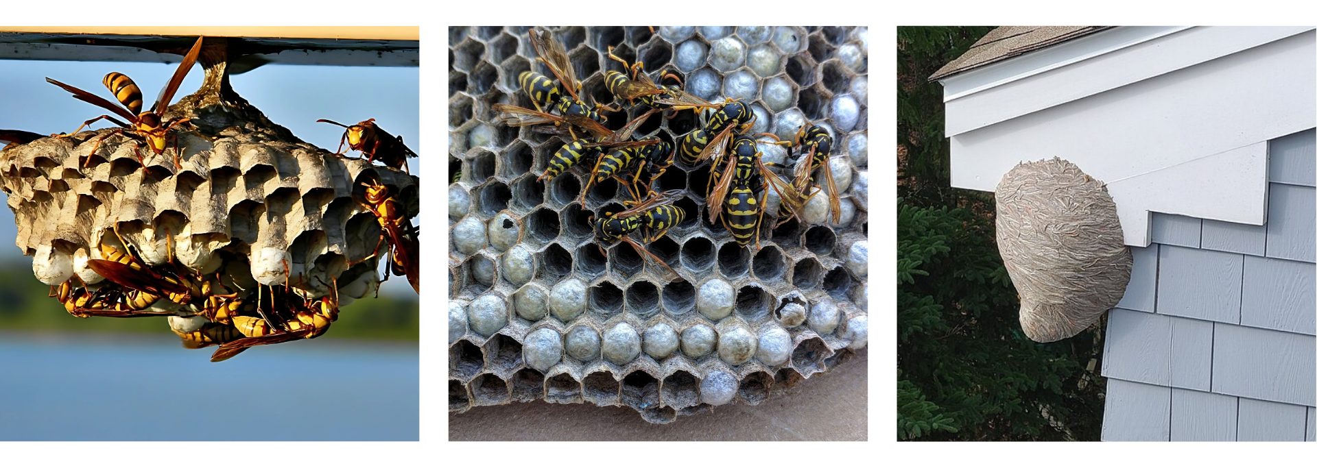 paper wasps Paper wasp collage showing nests and wasps on residential structures — common stinging insect issue in Monmouth, Middlesex, Ocean & Union Counties