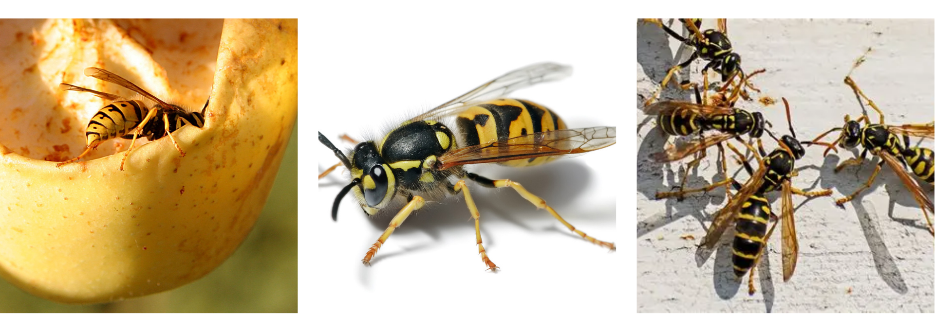 yellow jackets Yellow jacket collage featuring wasps foraging on fruit, wood surfaces, and close-up identification shot — aggressive pest commonly found in New Jersey backyards