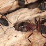 Close-up of carpenter ants inside rotting wood, a frequent issue in New Jersey homes and decks.