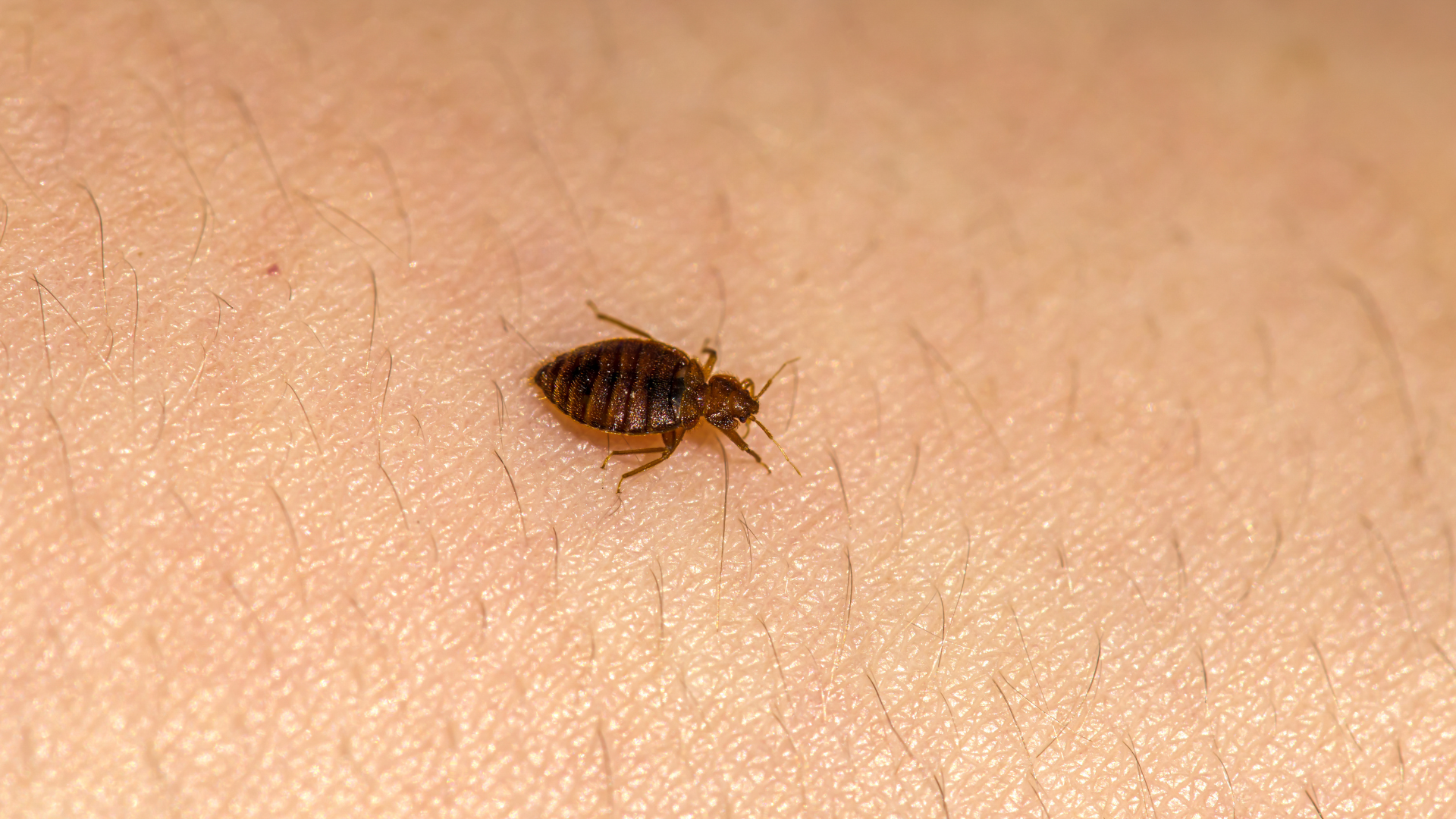 Bed Bug