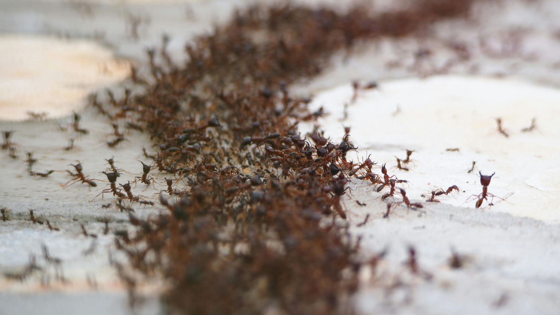 Large group of ants crawling on an outdoor surface, typical ant activity in New Jersey yards and properties.