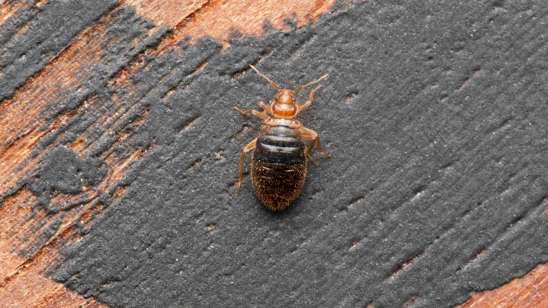 Close-up of a juvenile bed bug on a wooden surface, representing early signs of infestations in New Jersey homes.