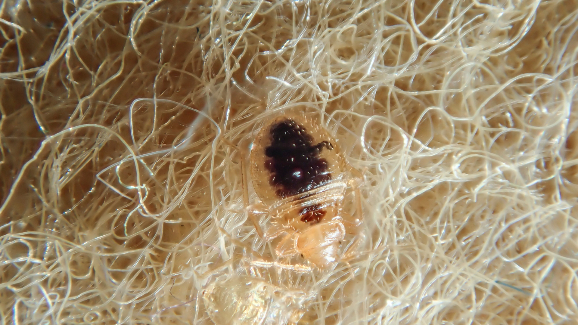 Close-up image of a bed bug nymph hiding in carpet fibers, showing common hiding spots in New Jersey homes.