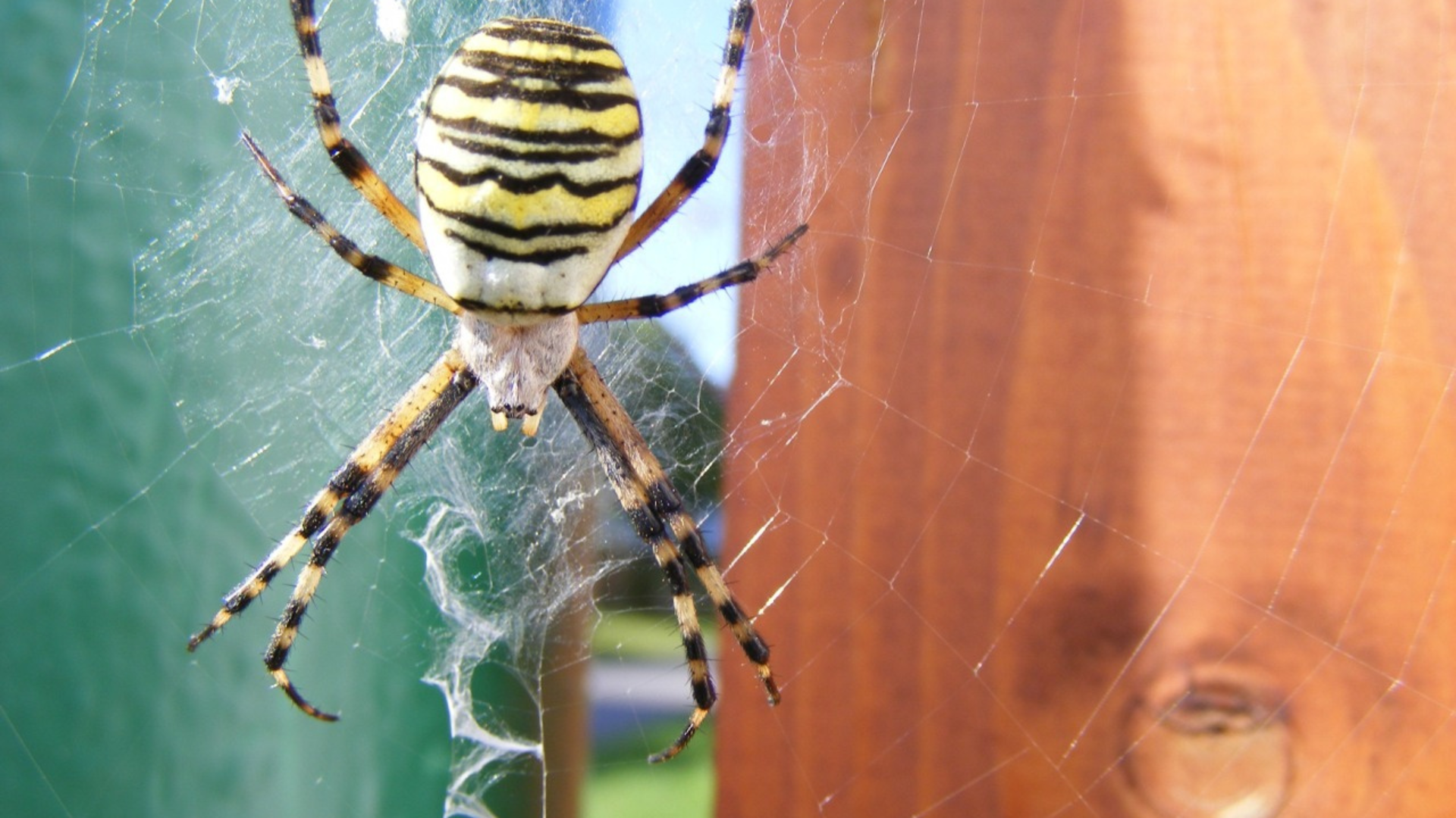 Yellow and black striped spider sitting in a web, an example of common outdoor spiders in New Jersey.