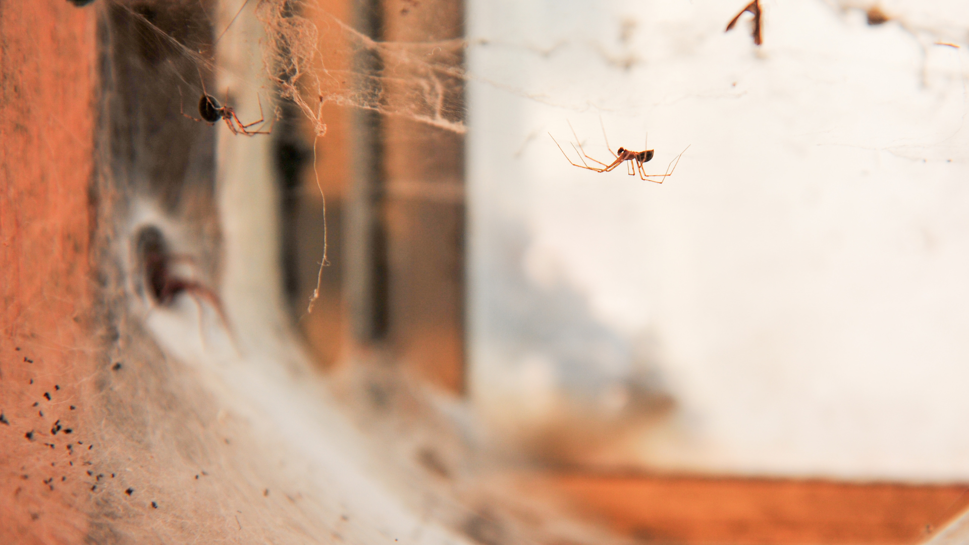 Indoor cobweb with small spiders, a frequent issue in New Jersey basements and attics.