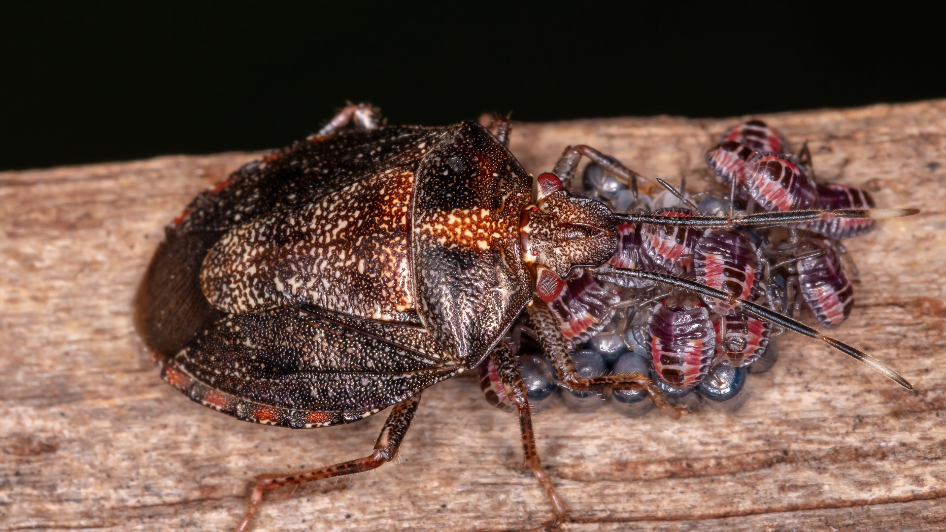 Close-up of an adult stink bug with baby stink bugs, a frequent pest seen in New Jersey homes.