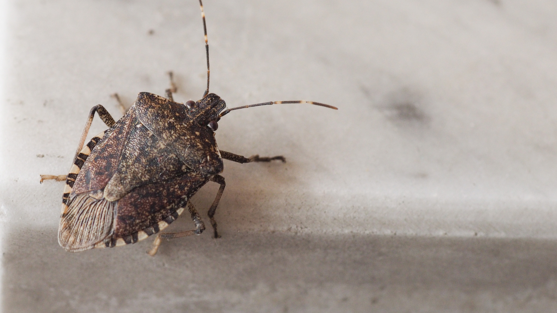 Brown marmorated stink bug on an indoor surface, a common household pest in New Jersey.