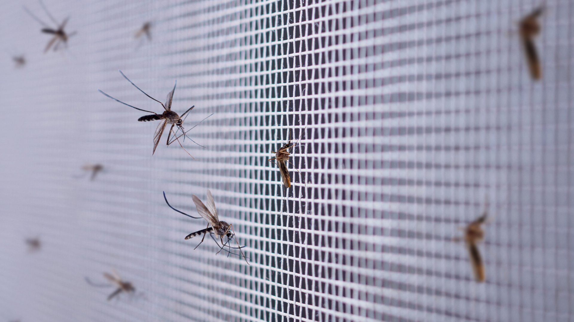 Multiple mosquitoes resting on a mesh window screen, representing summer mosquito activity in New Jersey.