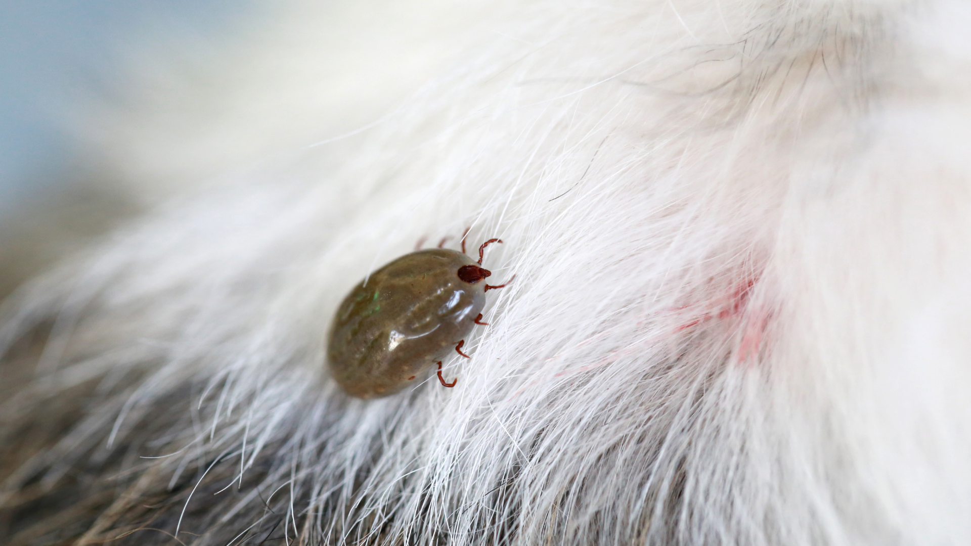 Engorged tick on light animal fur, highlighting a common tick problem for New Jersey pets.