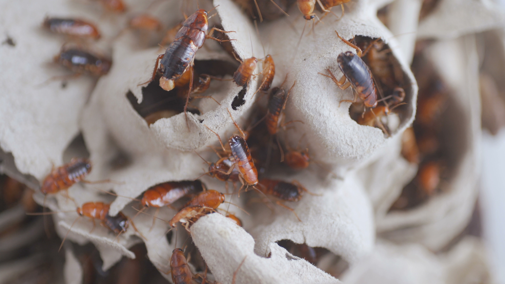 Group of cockroaches in a nesting spot, showing common cockroach infestations in New Jersey buildings.