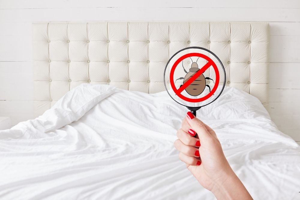 Lakewood bed bug pest control