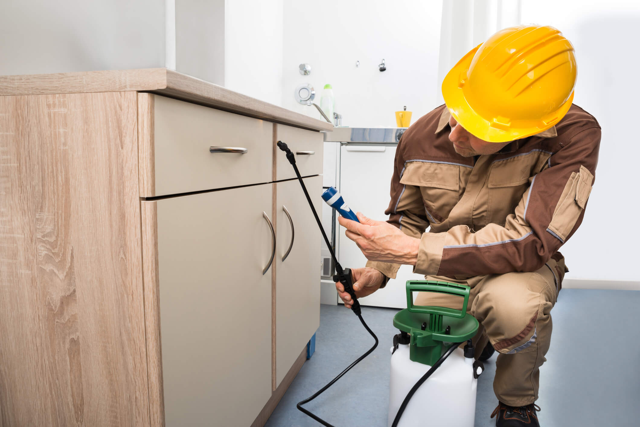 Pest-Removal-3 Pest-Removal-3