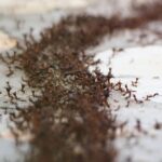 ant exterminator for homes in Lakewood NJ