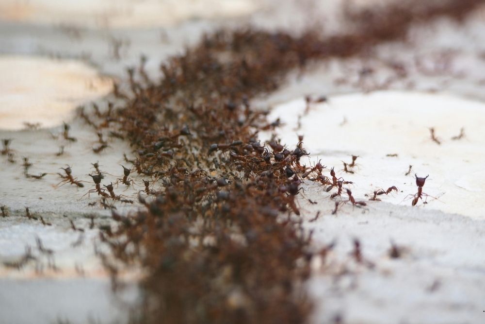 ant exterminator for homes in Lakewood NJ