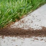 ant pest control Middletown, NJ