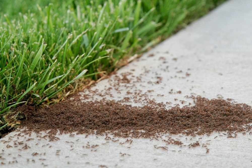 ant pest control Middletown, NJ
