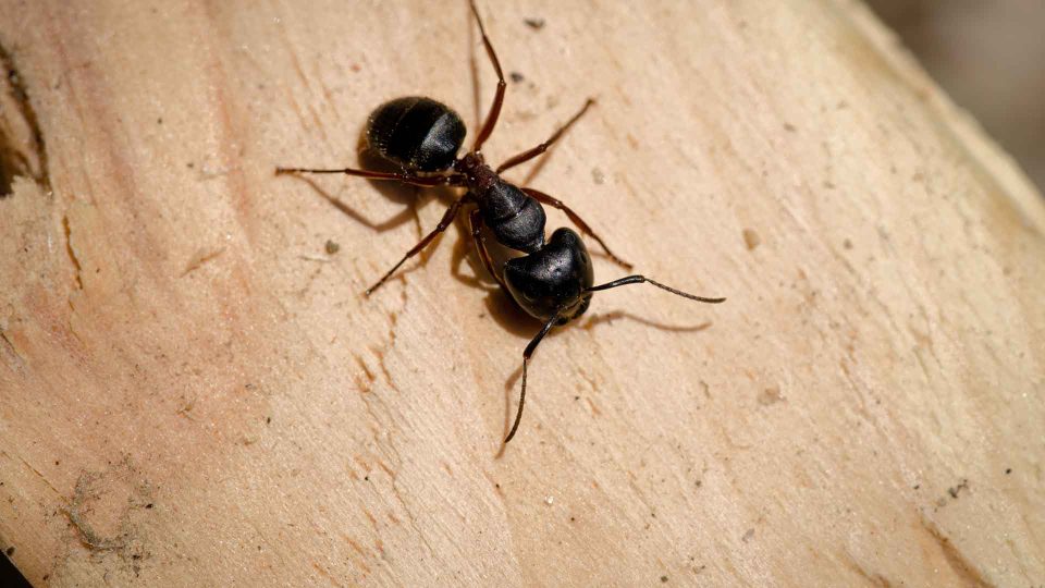 Single carpenter ant on wooden beam — structural pest common in Monmouth, Middlesex, Ocean & Union Counties