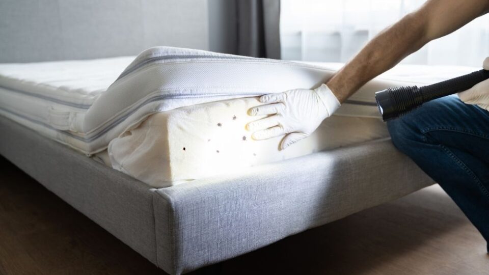 bed bug exterminator Middletown, NJ bed bug exterminator Middletown, NJ