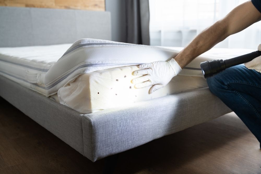 bed bug exterminator Middletown, NJ