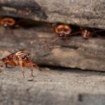 cockroach extermination in Middletown, NJ