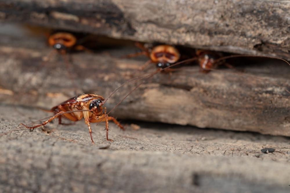 cockroach extermination in Middletown, NJ