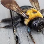 carpenter bee