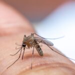 mosquito treatment for yards in Middletown, NJ