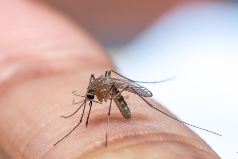 mosquito treatment for yards in Middletown, NJ mosquito treatment for yards in Middletown, NJ