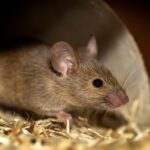mouse removal service Lakewood NJ
