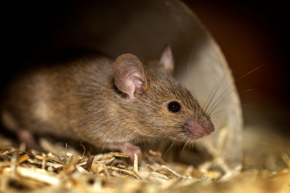 mouse removal service Lakewood NJ