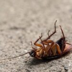 pest control contractor in Lakewood, NJ