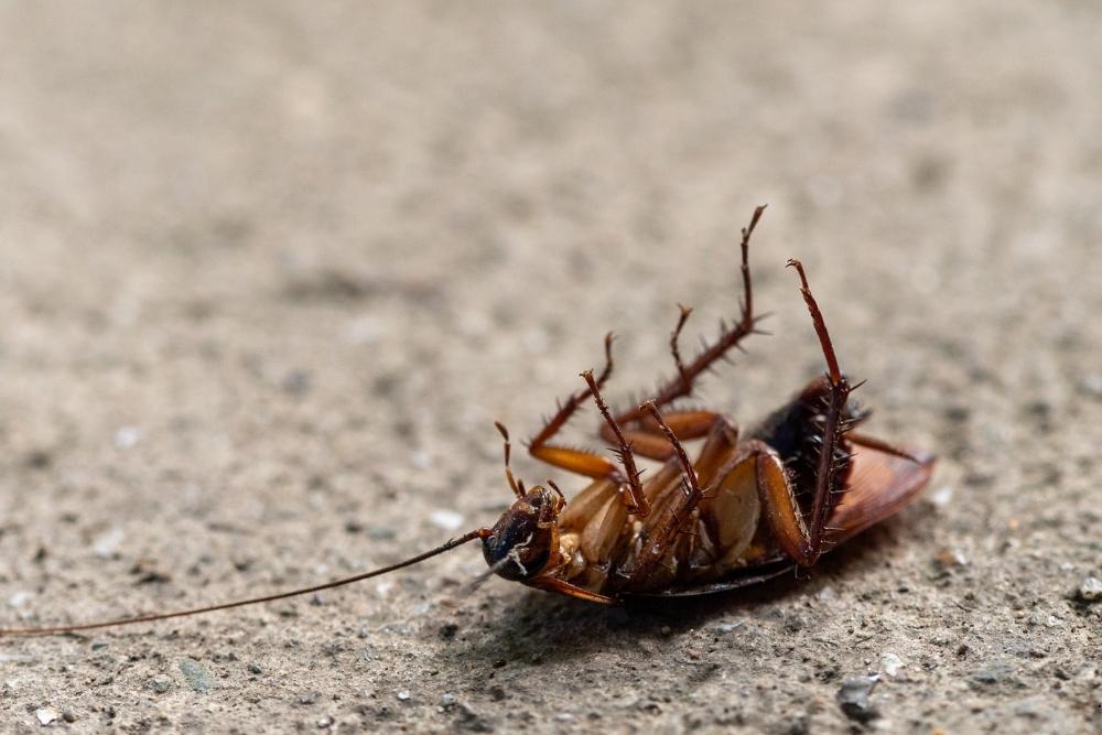 pest control contractor in Lakewood, NJ